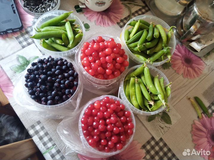 Вишня, горох, ирга