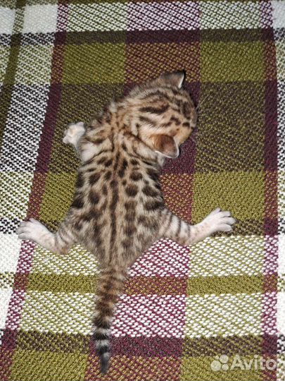 Бенгальские котята