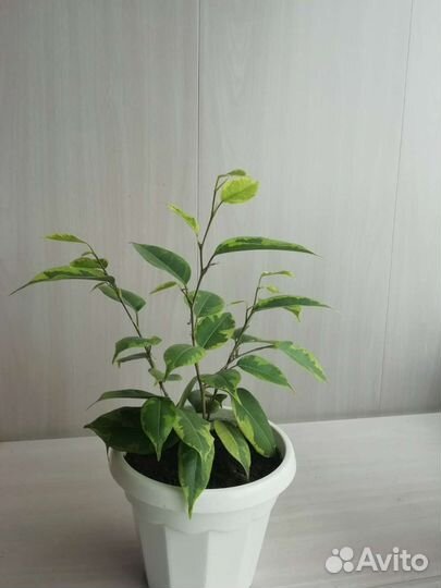 Фикус бенджамина