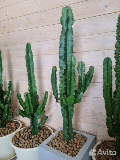 Кактус Мексиканский Эуфорбия Ингенс Молочай