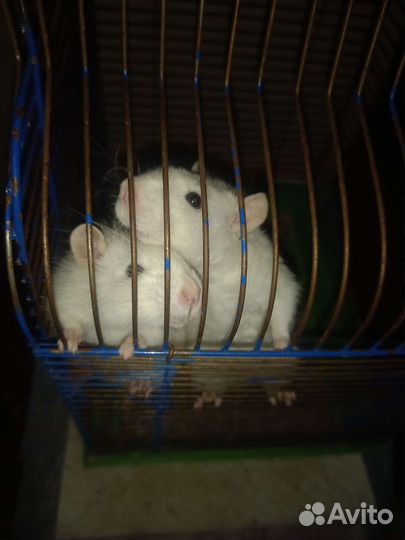 Крыса с клеткой