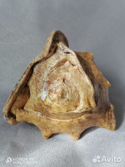 Морская раковина 18 см