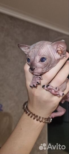 Канадский сфинкс