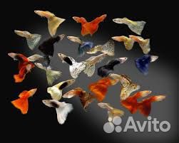 Рыбки гуппи