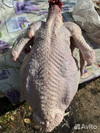 Мясо индюка