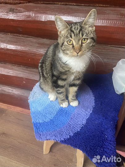 Отдам котика в добрые руки