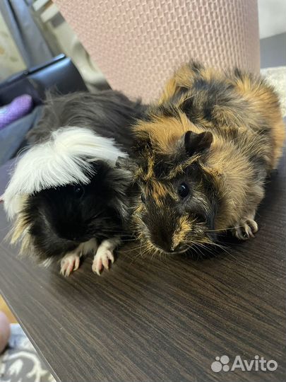 Морские свинки