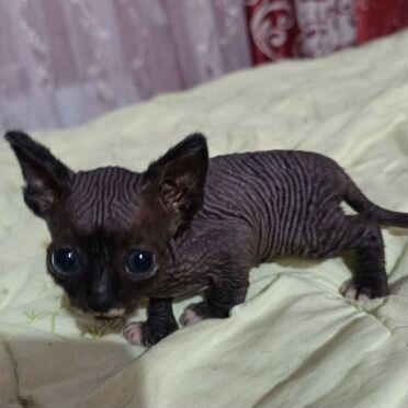Канадский сфинкс котёнок