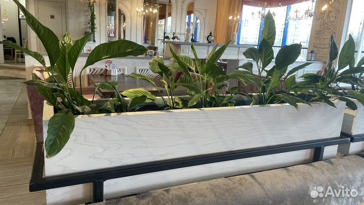 Спатифиллум