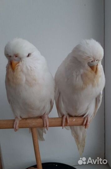 Попугаи ввп чехи птенцы