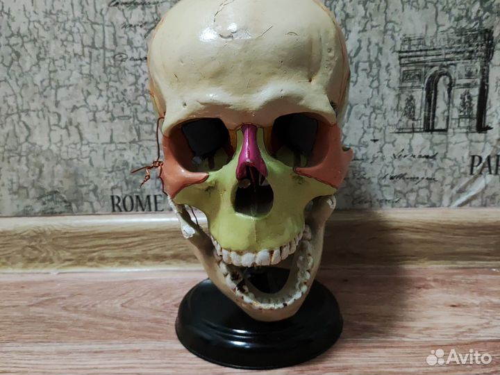 Макет черепа