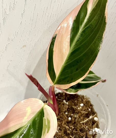 Строманта триколор