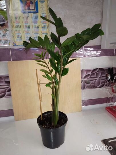 Замиокулькас, драцена, калатея