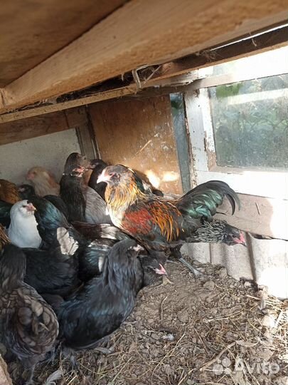 Петухи ливенские петухи и куры амераукана