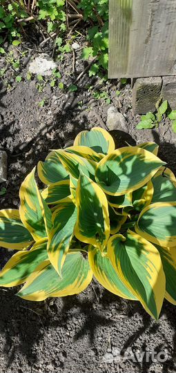 Хосты под заказ, более 40 сортов