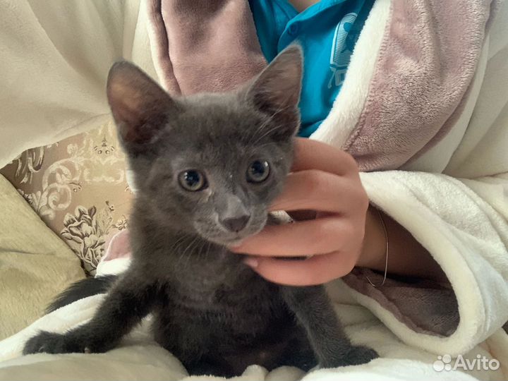 Отдам бесплатно