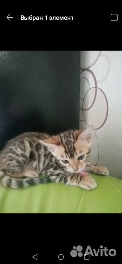 Бенгальская