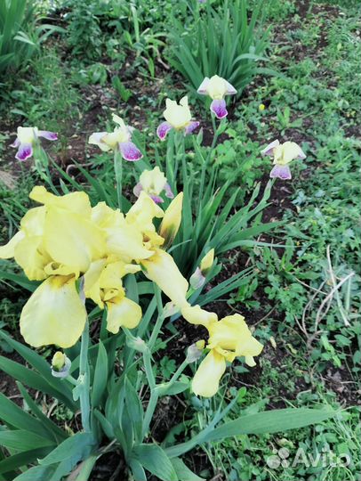 Ирисы
