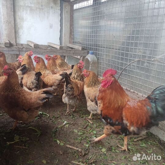 Инкубационное яйцо