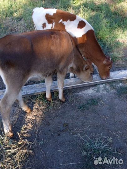 Бычки и телята