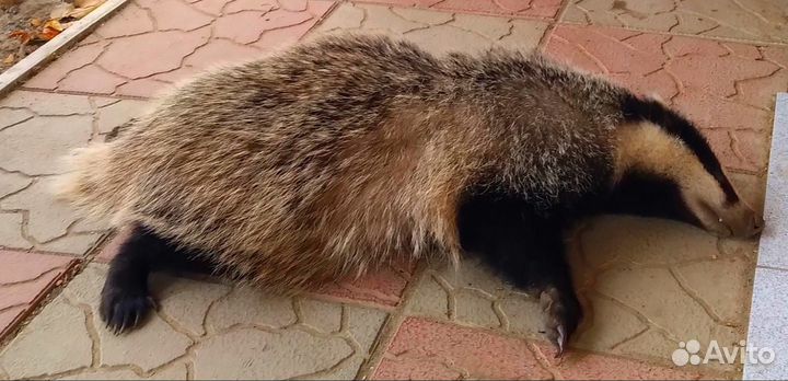 Барсучий жир от охотника