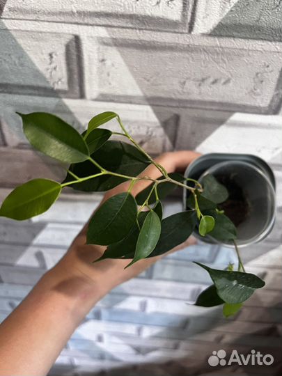 Фикус бенджамина