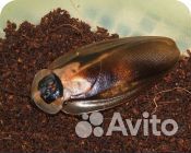 Тропические тараканы