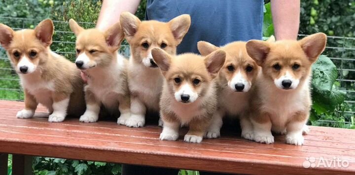 Вельш-корги пемброк