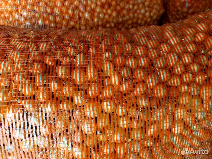 Лук севок озимый (осенью сажать)