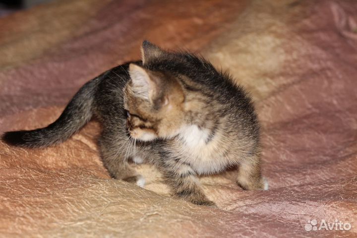 Котенок Джоник