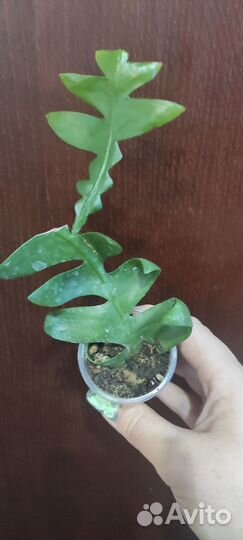 Марниера (Marniera chrysocardium)