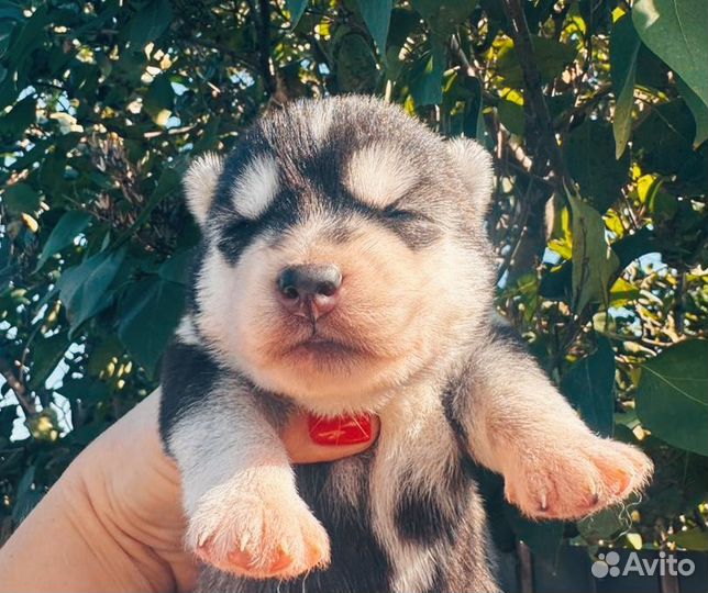 Щенки сибирской хаски