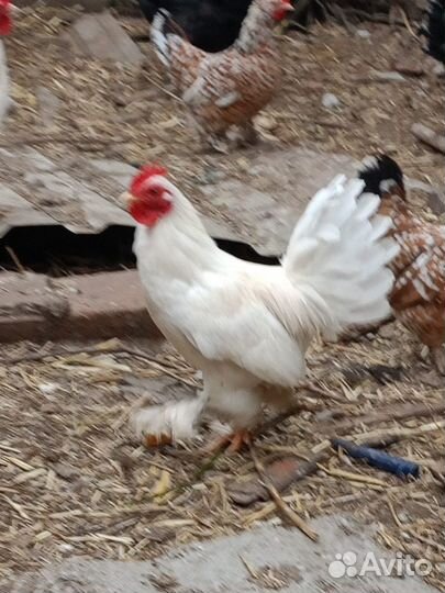 Декоративный петух