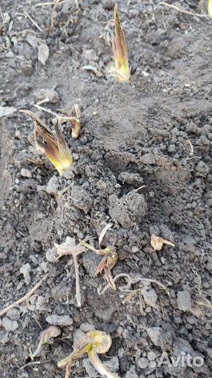 Свежие корни хрена на посадку