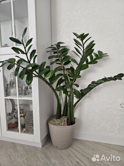 Замиокулькас