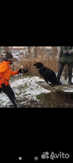 Вязка. Немецкая овчарка