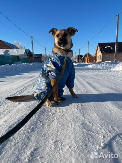 Поможем Биму найти дом