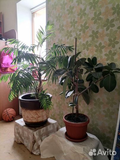 Пальма и фикус