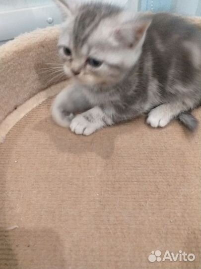 Шотландские котята