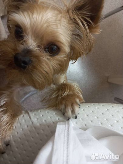 Йоркширский терьер вязка