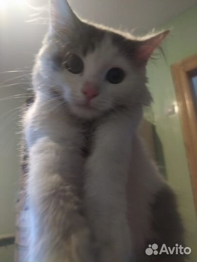 Ласковый котёнок Бантик ищет дом