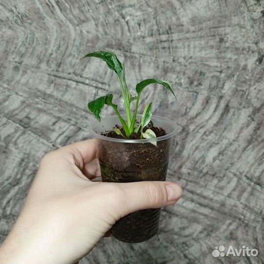 Спатифиллум Джемени детки