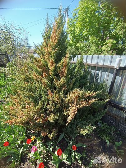 Можжевельник