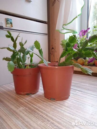 Декабрист(зигокактус)