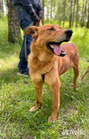 Замечательный пёс-компаньон ищет дом