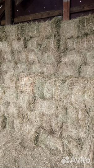 Продам сено в тюках 2024 года сухое