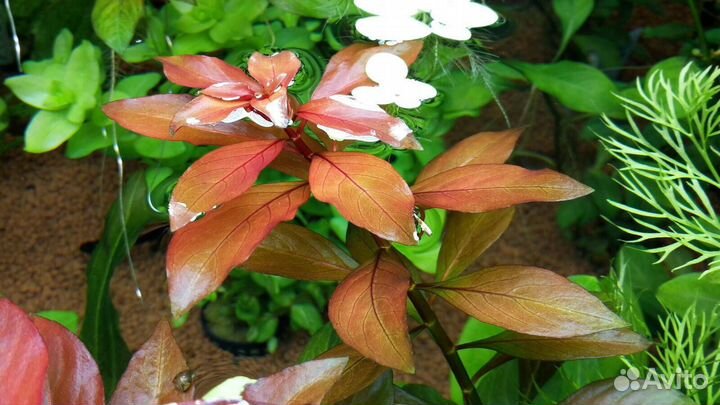 Растения,грунт, корм