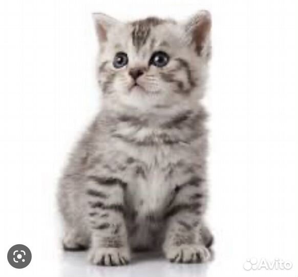 Все что нужно для котенка