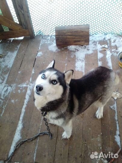 Сибирский хаски