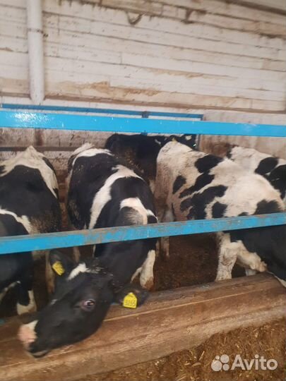 Телята бычки на откорм бесплатная доставка